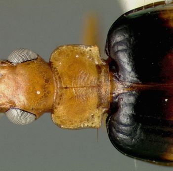 Media type: image;   Entomology 23525 Aspect: pronotum dorsal